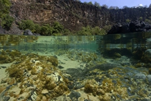 Tropical Marine Life Photography Drucke: Shallow tide pool, split level, Fernando de Noronha, Pernambuco, Brazil