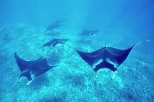 Drucke von Michael Nolan / SplashdownDirect Hai Drucke: Pazifische Riesenschildkröten über einem Korallenriff im möglichen Paarungsverhalten