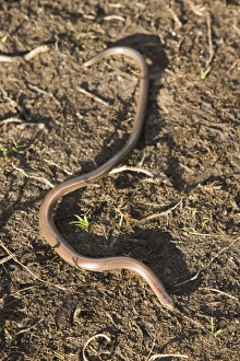 Specialist Stock Photos UK Drucke: A Slow Worm a legless lizard
