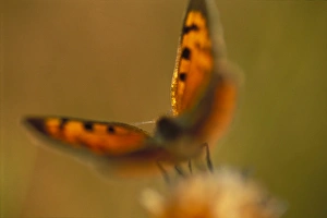 Copper Butterfly Drucke: Small copper butterfly