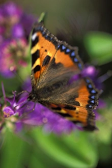 Specialist Stock Photos UK Drucke: Small tortoiseshell butterfly