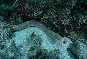 Deep Sea Creatures Images Drucke: Snake Eel