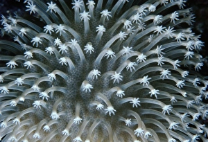 Tropical Ocean Photography Drucke: Soft coral
