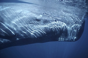 Physeter Macrocephalus Drucke: Sperm Whale, Physeter macrocephalus