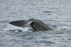Wale des Spermaus (Physeter macrocephalus). Die Schwanzspalte eines Wales aus Ost-Karibik. Karibisches Meer östlich von Dominikanische Republik