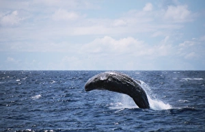 Physeter Macrocephalus Images Drucke: Sperm Whale (Physeter macrocephalus) breaching. Azores