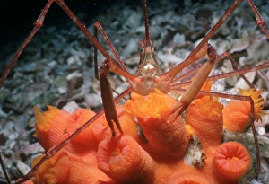 Spinnekrabbe