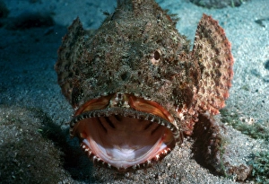 Venomous Fish Drucke: Stone fish