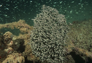 Indo Pacific Fish Drucke: Striped catfish (Plotusus lineatus). Indo Pacific