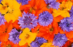 Colorful Summer Blooms Drucke: Summer flowers
