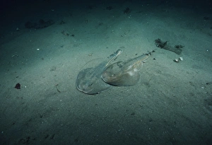 Rautenschwanzrattenfische