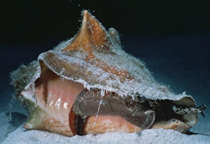 Conch Shell Photography Drucke: Conch