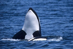 Umweltgefährdeter Orkanwal (Orcinus orca), Spionhoppen (spy hop), Pazifischer Ozean