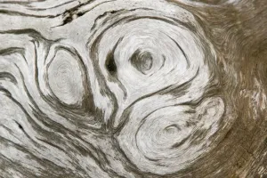 Close Up Tree Trunk Details Drucke: growth patterns on a tree trunk