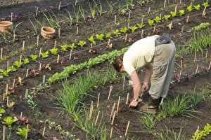 Eden Project Cornwall Drucke: A vegetable bed at the Eden Project in Cornwall UK