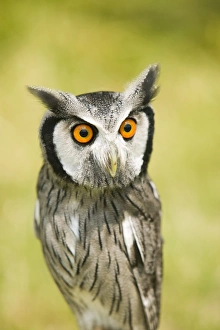 Bird Portrait Photography Drucke: A White Faced Owl with a surprised expression on its face
