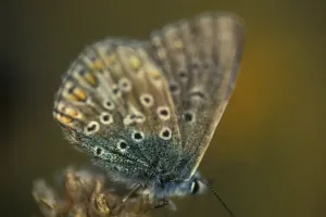 Andrew Davies Photographer Drucke: Common blue butterfly