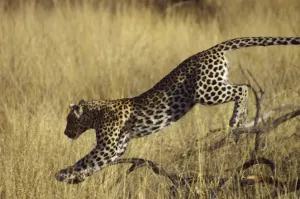Leopard Namibia Drucke: Leopard. Okonjima, Namibia