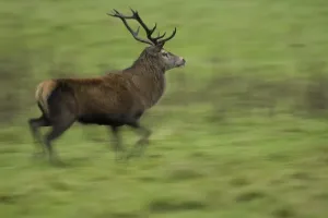Isle Of Mull Wildlife Drucke: Red Deer (Cervus elaphus) running
