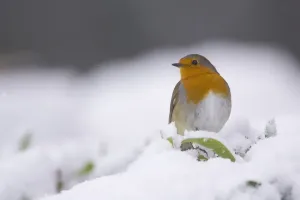 Robin (Erithacus rubecula) sitzt auf einer Blätterdecke mit Schnee. Highlands, Skottland, Großbritannien