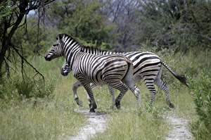 Botswana Animal Pictures Drucke: Zebra. Okavango Delta, Botswana
