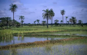 Gambia Landwirtschaft Reis Reismilchfeld mit Palmenbäumen wachsen