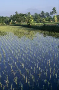 Java Island Scenery Drucke: INDONESIA Java Mt Merapi Rice paddy