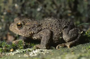 Tiere, Solo, Frosch,Bufo-Bufo-Frosch