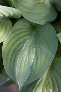 Hostas Strip tease