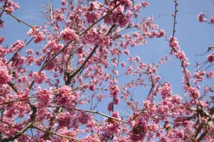 Pflanzen, Bäume, Blüten