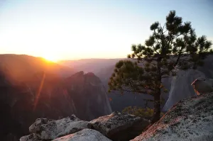Yosemite National Park Sunset Drucke: Sunset from Taft Point with pine tree