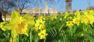 Schloss Drucke: Das Buckingham-Palast mit Tulpen im Frühjahr