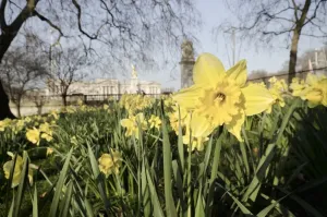 Schloss Drucke: Königliche Residenz von Buckingham mit Tulpen im Frühjahr