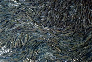 Drucke von Große Scholen schwarzer Mullet schwärmen im Muster in einem kleinen Fluss in Tokio am 6. Februar 2003 Meeräsche Drucke: Große Schulen von schwarzen Mulben schaffen Mustern im Tokioter Fluss