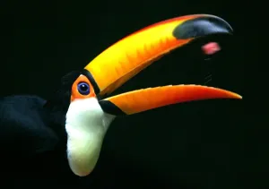 Unique Bird Species Images Drucke: A Toucan eats a slice of watermelon in Beijing