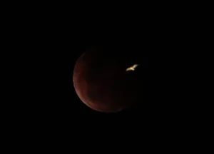 Australien Drucke: Ein Möwe fliegt vor einer totalen Mondfinsternis, auch bekannt als Blutmond, in.