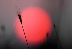 Drucke von Ein Gras ist gegen den Sonnenuntergang dem mazedonischen Hauptstadt Skopje am 25. Juli 2007 in Schatten gelegt. Reuters / Ognen Teofilovski (Mazedonien) Mazedonien Drucke: Gm1Dvuacycaa