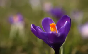 Ein Knabberblume ist im Park von Düsseldorf abgebildet