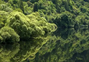 Drucke von Bäume werden im Stille Wasser entlang eines Flusses in der Nähe von Eugene, Oregon am 1. Juli 2008 fotografiert Oregon Drucke: Bäume spiegeln sich im ruhigen Wasser eines Flusses nahe Eugene, Oregon wider