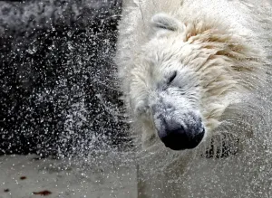 Wittus, ein 18-jähriger männlicher Polarpolarbär, schüttelt sich mit Wasser in seinem Becken.