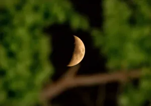 Tree Silhouette At Night Drucke: The moon is seen through the branches of a tree in Tehran