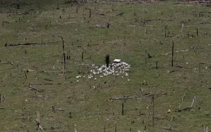 Drucke von Ein Luftbild von Kühen im Kreis auf einem abgeholzten Stück Regenwald in der Amazonas-Region nahe der Stadt Uruara, Bundesstaat Pará, Brasilien am 22. April 2013. Die Abbildung wurde am 22 Brasilien Drucke: Ein Luftbild von Rindern, die sich im Kreis auf einem abgeholzten Stück der amazonischen Regenwaldfläche versammeln
