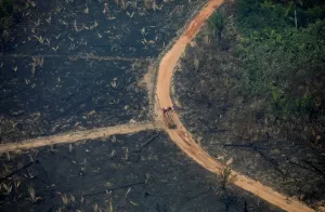 Drucke von Ein Luftbild eines abgeholzten Stücks der Regenwald im Bundesstaat Amazonas von Brasilien am 24. August 2019 in Boca do Acre Brasilien Drucke: Ein Luftbild über eine abgeholzte Fläche der Regenwald im Amazonas in Boca do Acre