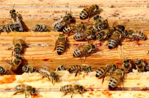 Drucke von Bienen werden auf den Rahmen eines Bienenstocks in Denee Belgien am 15.Mai 2018 gesehen.Picture vom Mai 15.2018.REUTERS/Jean-Philippe Cortis Europa Drucke: Bienen werden auf den Rahmen eines Bienenstocks in Denee gesehen