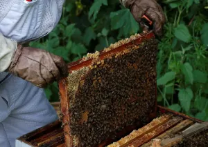 Bienen werden auf den Rahmen eines Bienenstocks in Denee gesehen