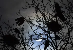 Eclipse Drucke: Vögel fliegen und setzen sich auf Bäume als ein teilweiser Sonnenfinsternis gesehen wird