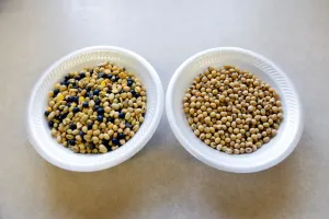 Drucke von Ein Probenbeutel unverarbeiteter Sojabohnen (L) neben einem Beutel mit gereinigten und verarbeiteten Sojabohnen am Standort Peterson Farms Seed in Fargo, North Dakota, USA Dezember 6. 2017 Nord Dakota Drucke: Ein Probenbeutel roher Sojabohnen neben einem Beutel sauberer Sojabohnen