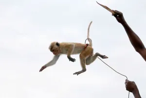 Sri Lanka Drucke: Ein Affe, der einen Schlangencharmeur darstellt, zeigt sich in Kollombu