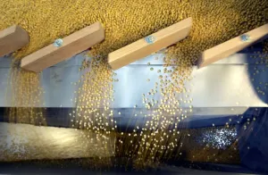 Drucke von Sojabohnen werden nach ihrem Gewicht und Dichte auf einer Schwerkraftsortiermaschine am Peterson Farms Seed Facility in Fargo, North Dakota (USA), den 06 Nord Dakota Drucke: Sojabohnen werden nach Gewicht und Dichte auf einer Schwerkraftsortiermaschine sortiert
