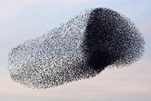 Starling Murmuration Drucke: RTR3CWHI